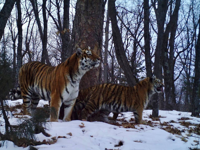 Первые несколько лет своей жизни тигрята держатся с матерью