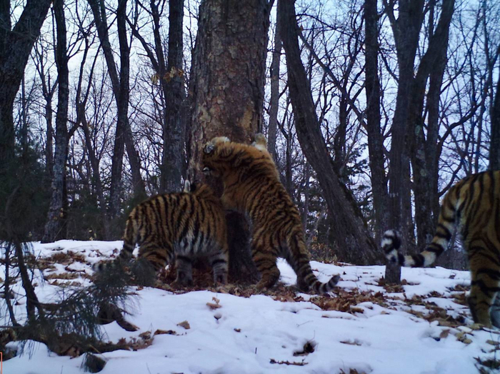 А пока тигрята беззаботно дурачатся и шалят, в то время как мама за ними приглядывает