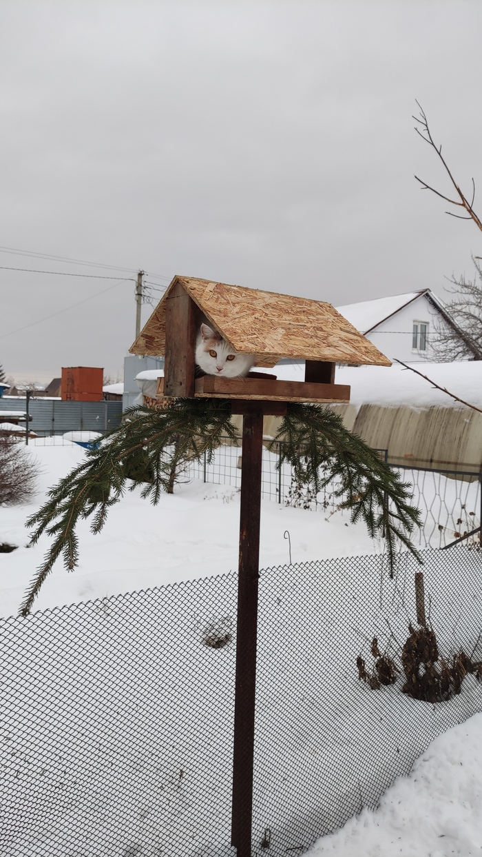 Фроська- евросиня