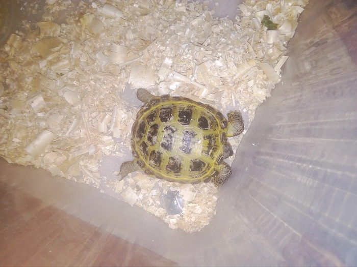 ������ �������, ����