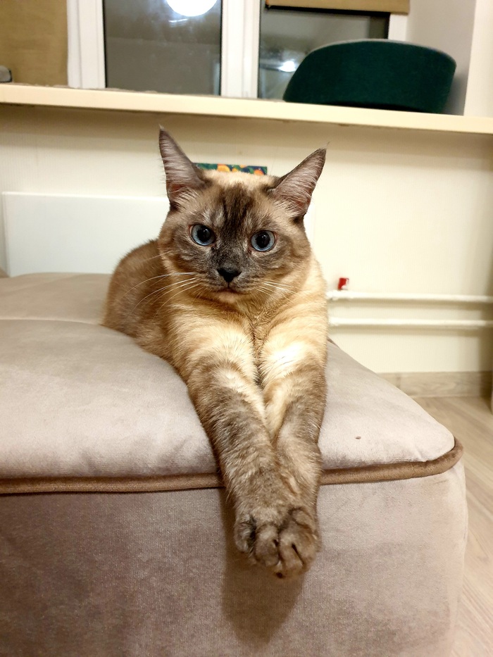 Просто кошка