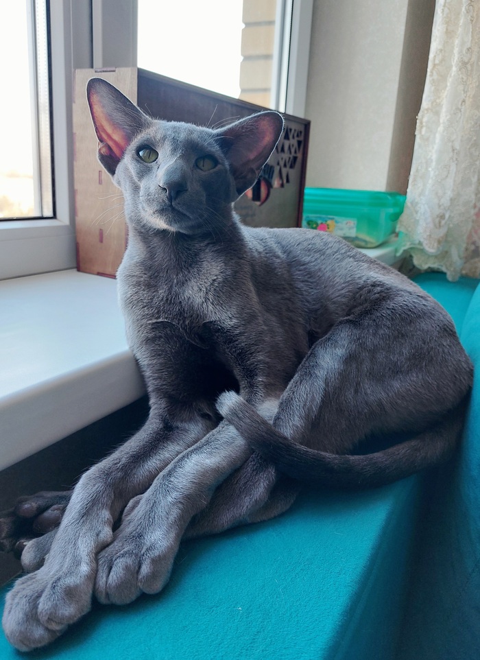 Мой котэ! Мы с вами на волне!