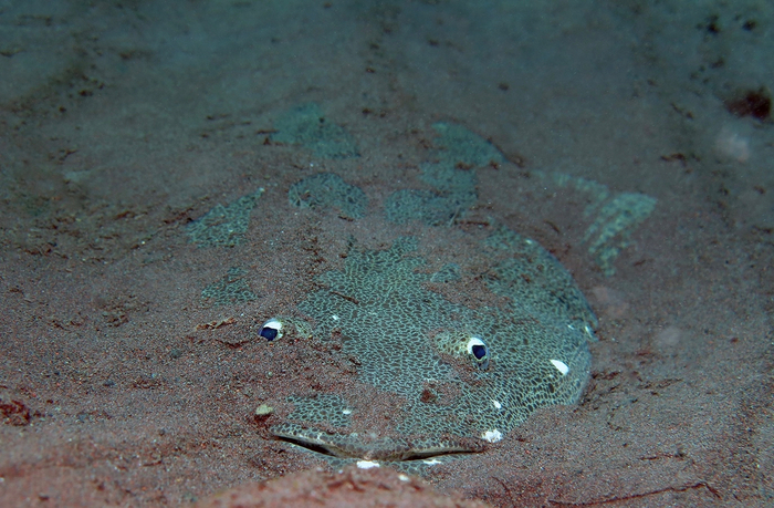 Это я на следующий день подавлен собственной глупостью.