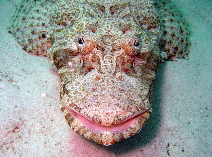 Последнее, что видит жертва, перед тем, как её съедят.