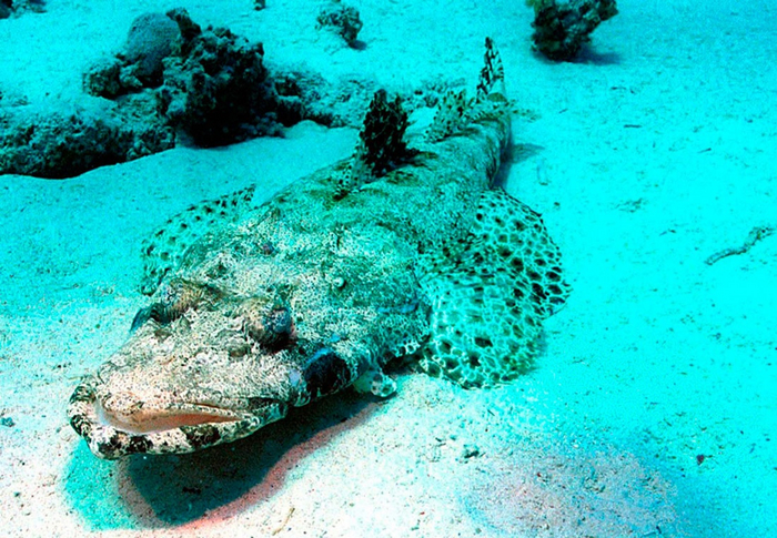 Всасывалка готовится к поглощению.