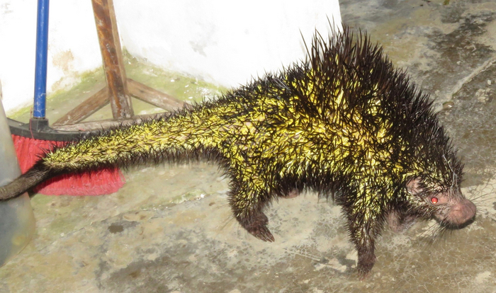 Лентa в соцсетях была бы куда более жуткой, если бы двухцветный дикобраз завирусился также, как капибара.