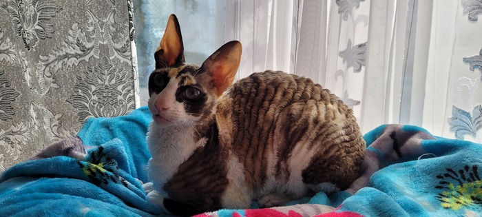 Джоэля (Ушка)