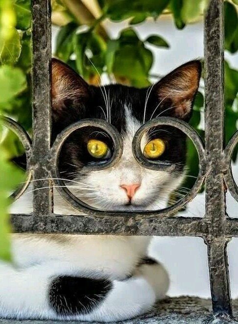Еще один котик