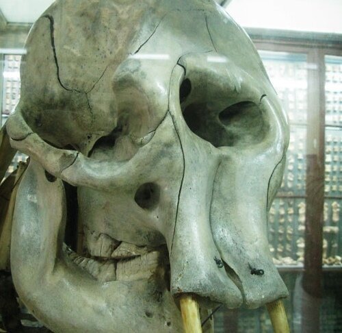 ��� ����� "����� �������"