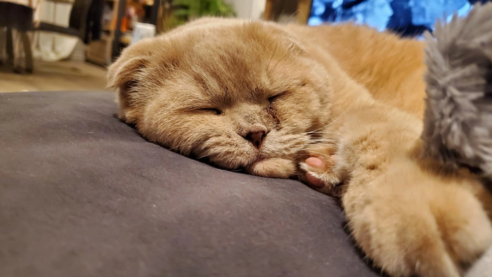 "Он оооочень няшный, тискательный и ласкушечный".