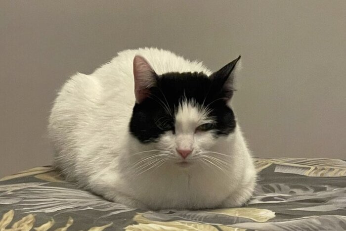 Элегантная Астрочка уехала домой 3 мая 2022 года.