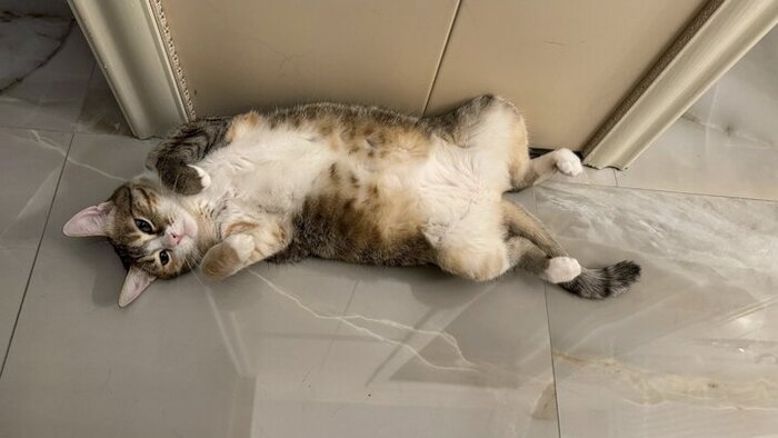 Прекрасная Софико покинула приют 17 января 2021 года.