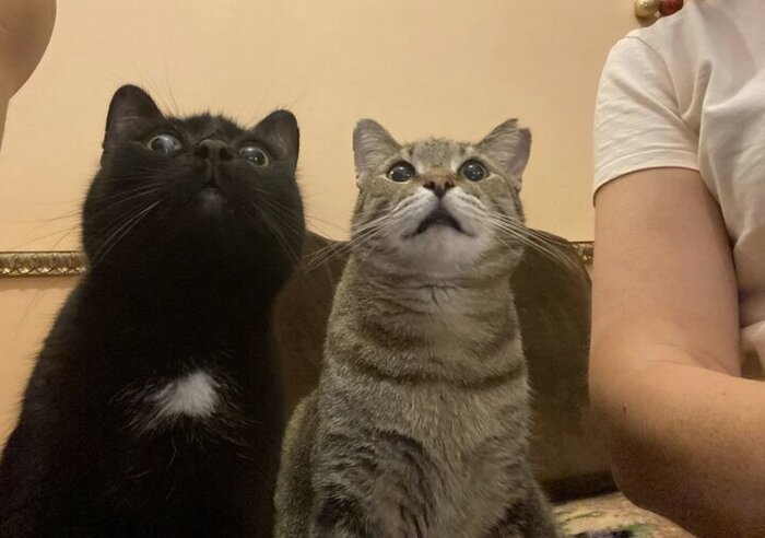 Озорные Тигр и Тихомир уехали из приюта домой 31 декабря 2019 года и 17 января 2020 года.