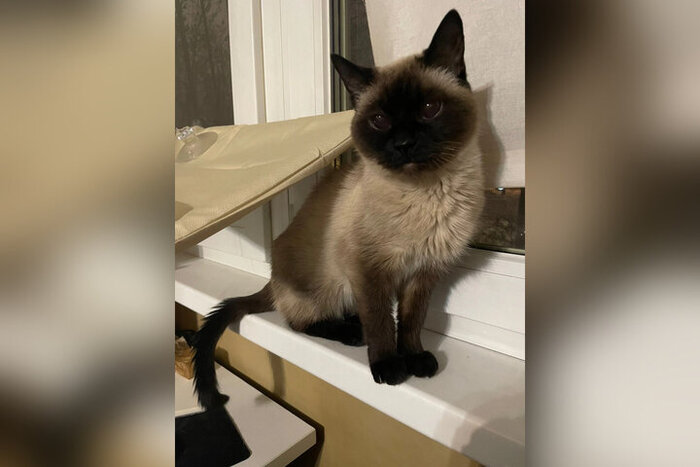 Кошечка Блэр (Буба)