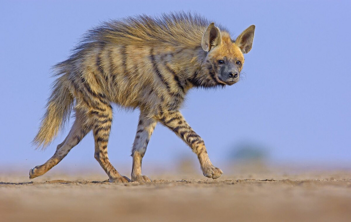 Они очень красивы, а ещё у полосатых гиен есть роскошный панковский гребень на спине. Они поднимают его, когда возбуждены или напуганы.