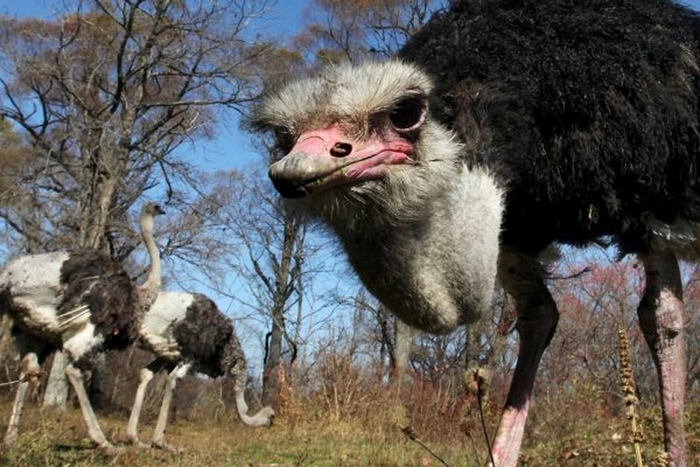 Так, я не понял, это ты меня сейчас глупым назвал что ли?