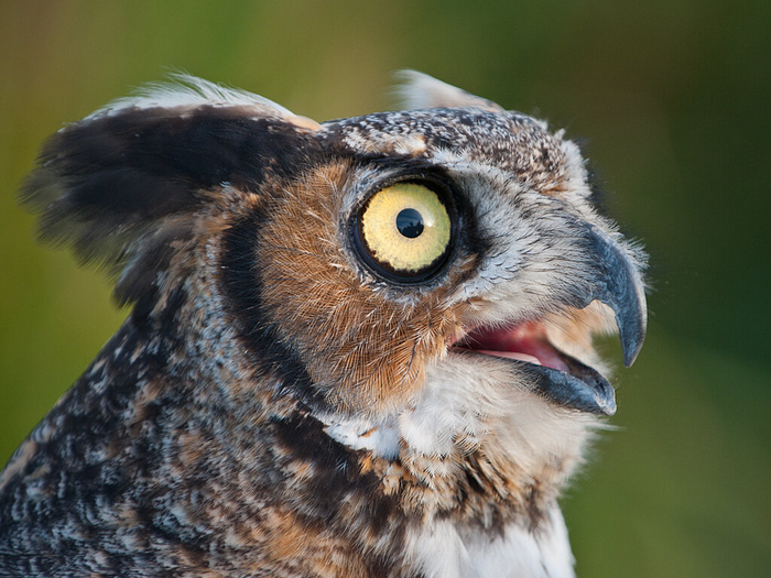 Таким образом, большая часть тела глаза находится внутри черепа.