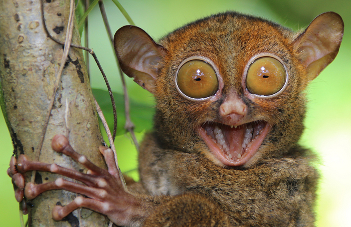 Кого выбрали победителем?! Меня?!