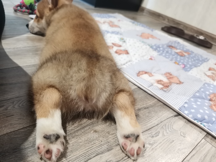 Попа коржика - приковывает взгляд и умиляет