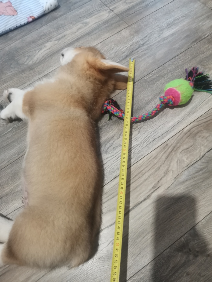 Тут были попытки раз в неделю измерять, уж больно быстро он рос.. Но не сложилось, есть всего пару фото с линейкой.