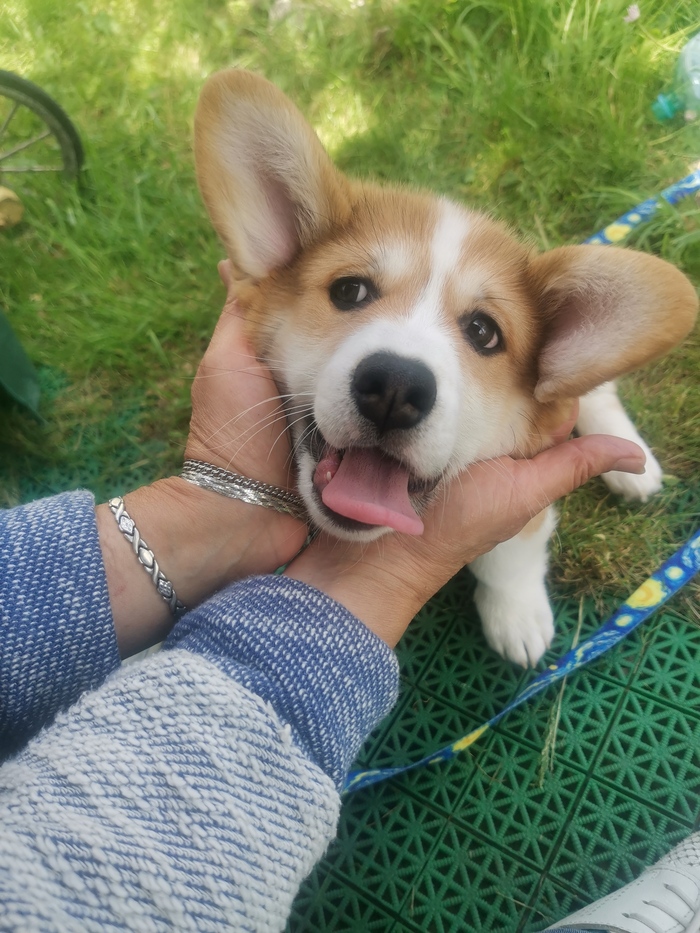 Даже по морде видно - хитрожопый