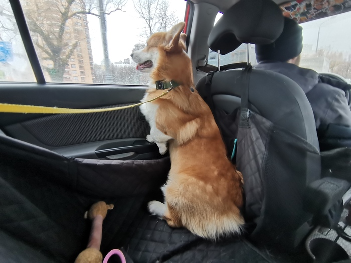 Машина - почти родной дом, всё также покрыто слоем шерсти. Нашёл удобную позу для наблюдения в окно и научился открывать окна кнопкой.