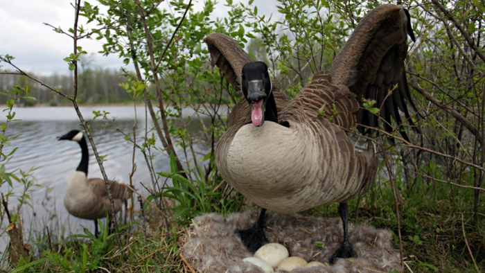       .  , .       .          .