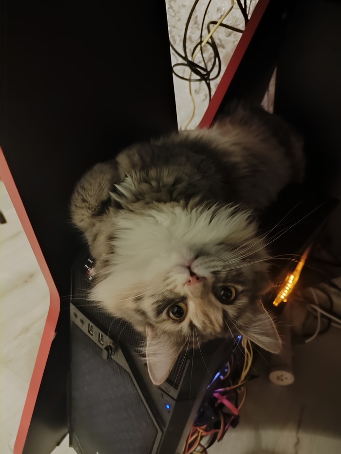 Как вам моя киса на пк?