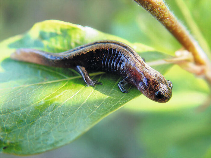 ������ ��������� �������