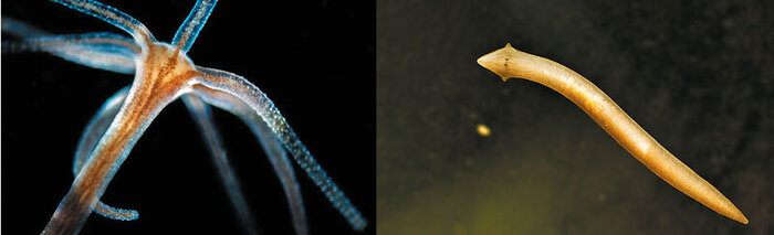 ����� (�����) � ����� ��������