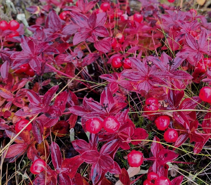 Ещё немного Кольского | Пикабу