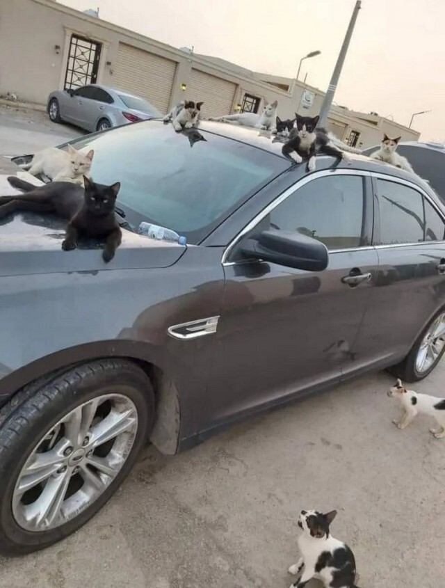 Много кошек не бывает