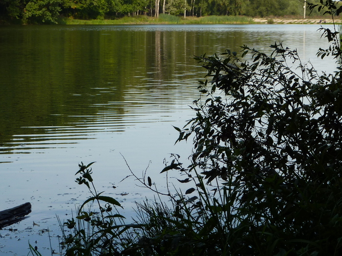 Тихая речка