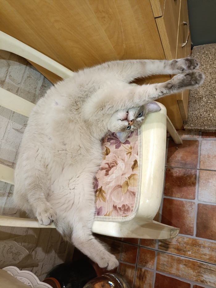 Беляш умеет так