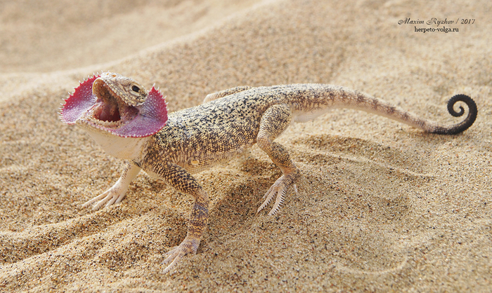 Угрожающая поза ушастой круглоголовки (Phrynocephalus mystaceus)