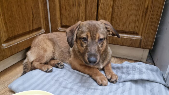 Грустноват немного