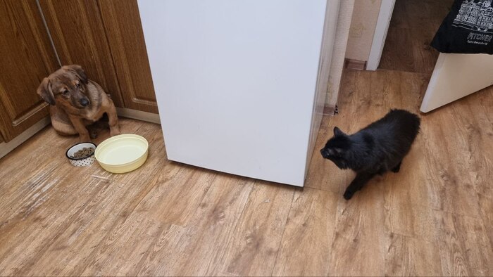 Коты настроены по боевому, с кухни его не выпускают.