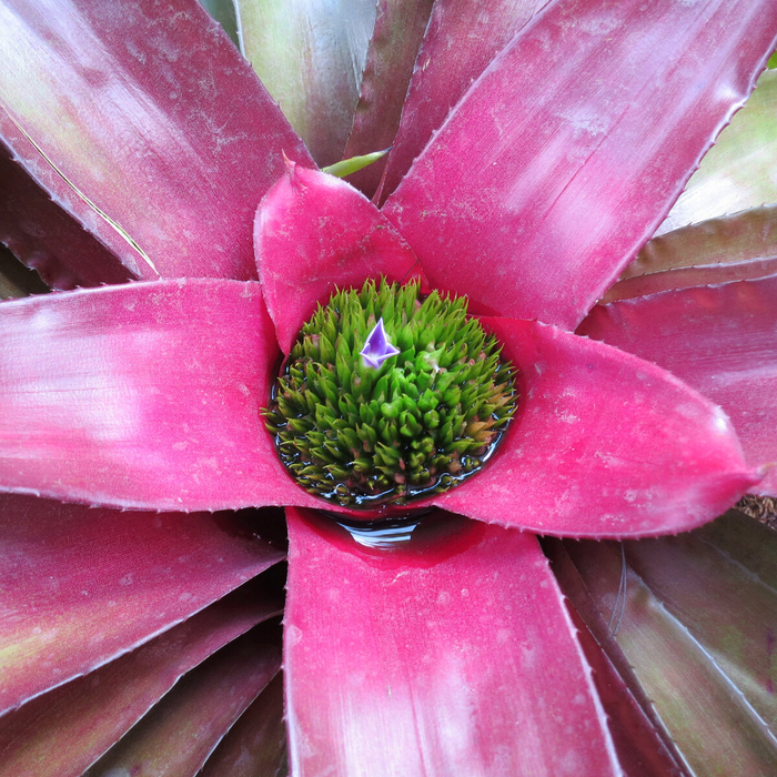  (Neoregelia sp)