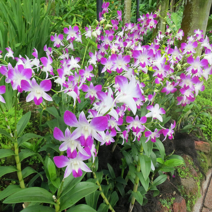  (Dendrobium)