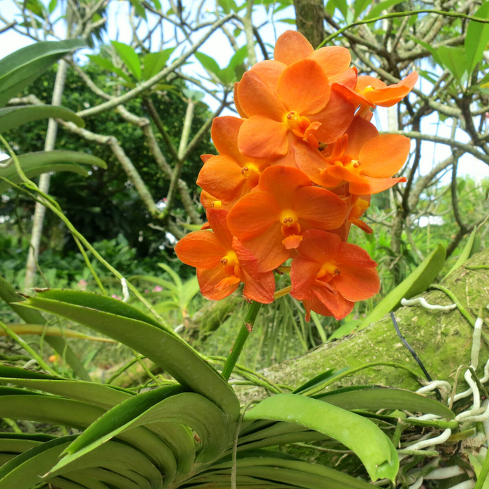    (Vanda)