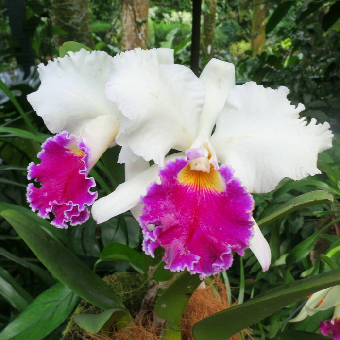 ,  Cattleya rex.