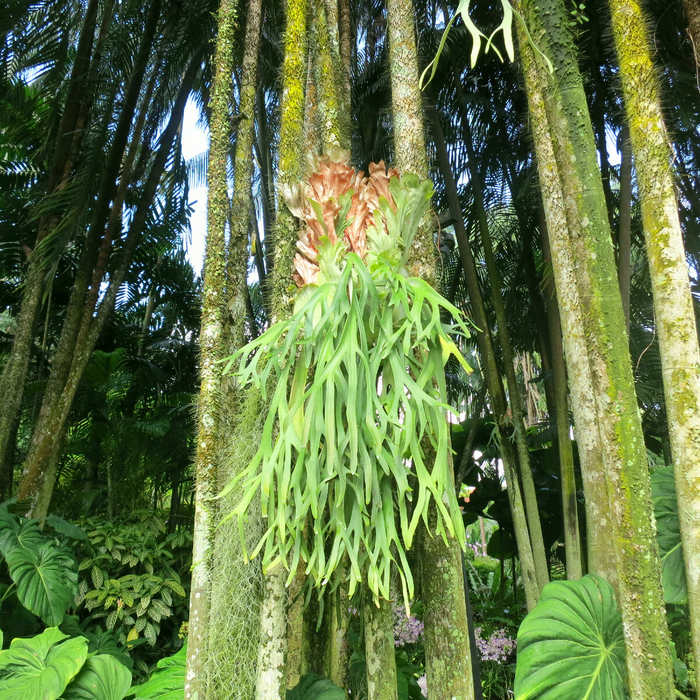    (Platycerium bifurcatum)