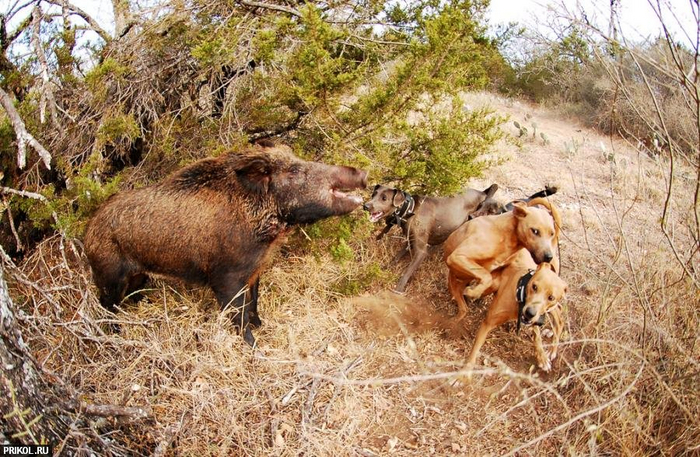 Хм, собачатину я ещё не ел.