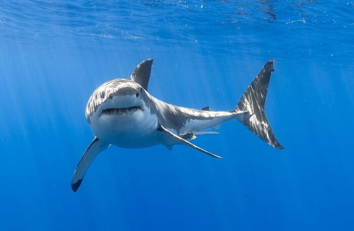 Пьют ли рыбы воду? Книга животных, Рыба, Морские обитатели, Детская литература, Образование, Вокруг света, Биология, Культура, Детский журнал, Научпоп, НаукаPRO, Длиннопост