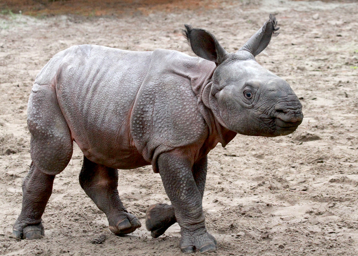 ���������� �������