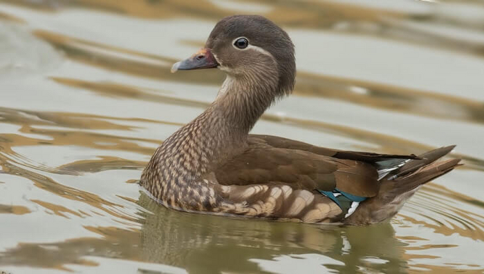 Утка мандаринка (самка)