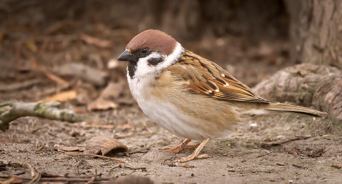  .  hedera.baltica (<!--noindex--><a href="https://pikabu.ru/story/kakie_vidyi_vorobev_obitayut_v_rossii_i_kak_ikh_razlichat_11244140?u=http%3A%2F%2Fflickr.com&t=flickr.com&h=00f33e3721471ba29e2ca96a4c409fec5ea4b238" title="http://flickr.com" target="_blank" rel="nofollow noopener">flickr.com</a><!--/noindex-->)