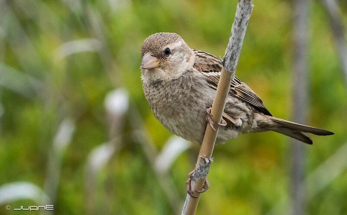  . .  Juan Emilio (<!--noindex--><a href="https://pikabu.ru/story/kakie_vidyi_vorobev_obitayut_v_rossii_i_kak_ikh_razlichat_11244140?u=http%3A%2F%2Fflickr.com&t=flickr.com&h=00f33e3721471ba29e2ca96a4c409fec5ea4b238" title="http://flickr.com" target="_blank" rel="nofollow noopener">flickr.com</a><!--/noindex-->)