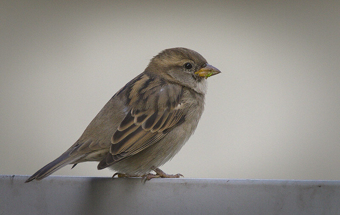  . .  hedera.baltica (<!--noindex--><a href="https://pikabu.ru/story/kakie_vidyi_vorobev_obitayut_v_rossii_i_kak_ikh_razlichat_11244140?u=http%3A%2F%2Fflickr.com&t=flickr.com&h=00f33e3721471ba29e2ca96a4c409fec5ea4b238" title="http://flickr.com" target="_blank" rel="nofollow noopener">flickr.com</a><!--/noindex-->)