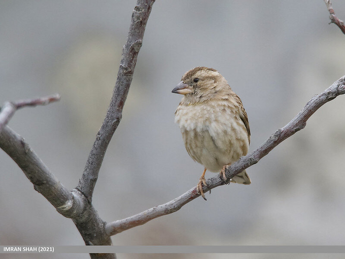  .  Imran Shah (<!--noindex--><a href="https://pikabu.ru/story/kakie_vidyi_vorobev_obitayut_v_rossii_i_kak_ikh_razlichat_11244140?u=http%3A%2F%2Fflickr.com&t=flickr.com&h=00f33e3721471ba29e2ca96a4c409fec5ea4b238" title="http://flickr.com" target="_blank" rel="nofollow noopener">flickr.com</a><!--/noindex-->)